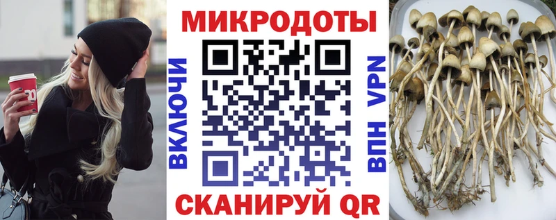 площадка Telegram Вяземский Галлюциногенные грибы Psilocybine cubensis